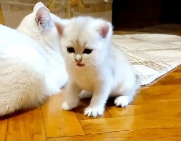 1 azn pişik: Britan, Erkək, Yaxşı əllərə, Ünvandan götürmə — 4