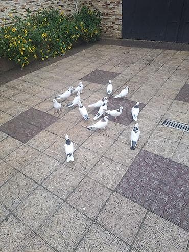 Pişiklər: Ev göyərçinləri – ağ və ağ-boz naxışlı - Növ: ev/ucan göyərçinlər - — 2