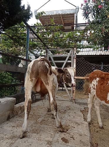 mal bazari: Erkey ivanovkadi 6 aylıqdı smental dişisi 4aynakecib ünvan bine — 6