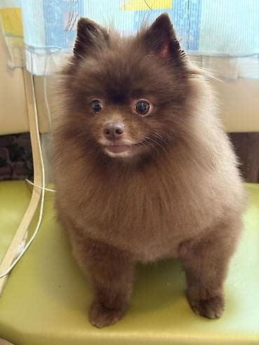 erkey quzular: Şpitz, 3 il, Erkek, Peyvəndli — 4