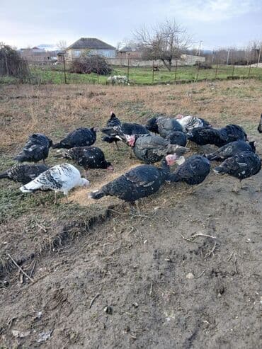 qaz yumurtasi satisi: Məhsul: Hinduşka — 2