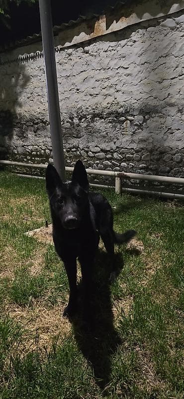 Alman çoban iti, Erkek