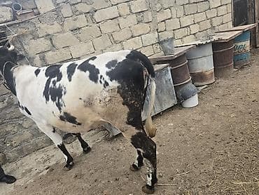 balalı inəklər: Kök düye 0553011600 vacapa yazin — 1