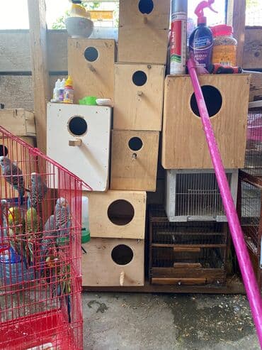 Valnis yuvasi 5 korella 10 Azn qəfəsdə var