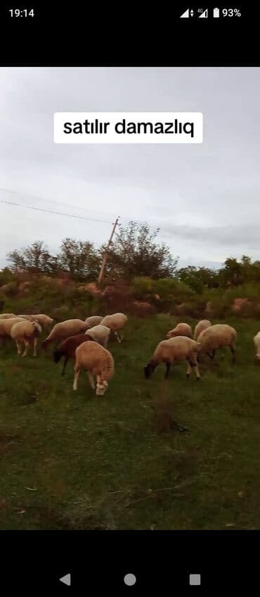 Damazlıq qoyun sürüsü - İri və orta həcmli qarışıq cinslər: ağ