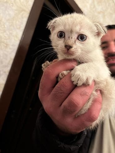 bala quzu: Şirin balaca pişik balası - Cinsə bənzər görünüş: qısa tüklü, açıq — 1