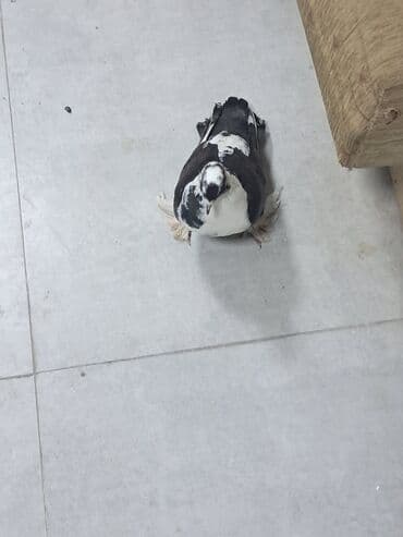 Dekorativ göyərçin – lələkli pəncəli, qara-ağ rəngli - Növ: dekorativ