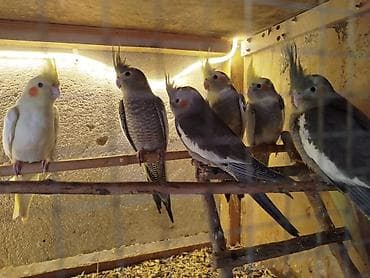 Əsl ələ öyrəşdirilmə quşlardır.Sağlamdırlar