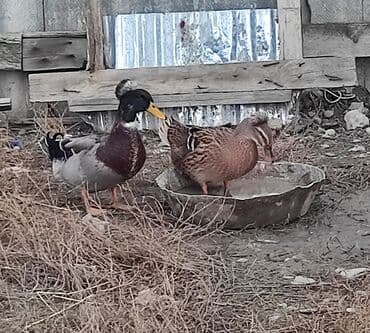 Gəmiricilər: Erkək, Damazlıq — 2