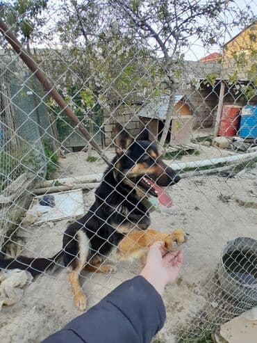 Gəmiricilər: Alman çoban iti, 1 il, Erkek, Peyvəndli, Ünvandan götürmə — 4