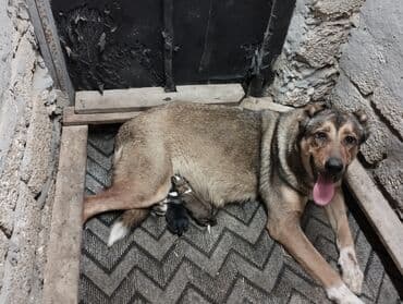 alman coban iti qiymeti: Qurdbasar, 3 il, Dişi, Peyvəndli, Ödənişli çatdırılma — 3