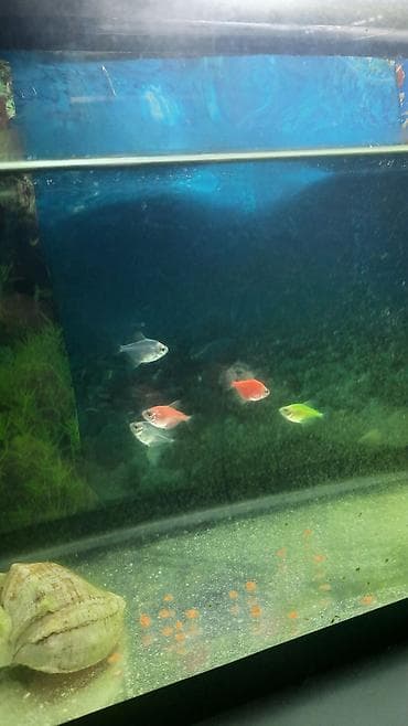 it bala: Tetra balığı, Sülhsevər — 3