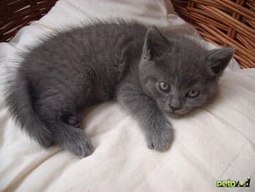 britan pişiyi: Britan — 2