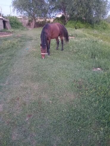 котята в баку бесплатно 2020: Самец, лет: 4 — 1