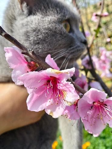 mavi rus pişiyi: Britan, Dişi — 5