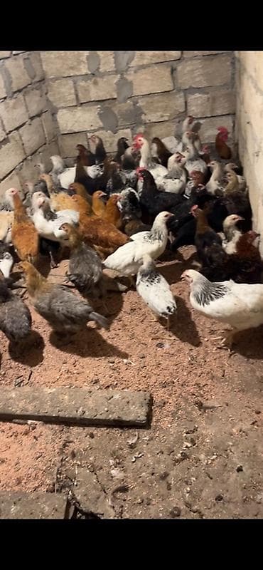 Məhsul: Yerli cins toyuqlar (qarışıq rəng və tiplər) Təsvir: - — 1