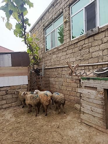 dovsan satilir: Qoyunlar satılır – qarışıq sürü - Say: şəkillərdə görünən 6 baş - — 2