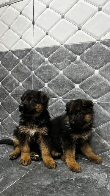 ingilis setter it cinsi: Alman çoban iti — 2