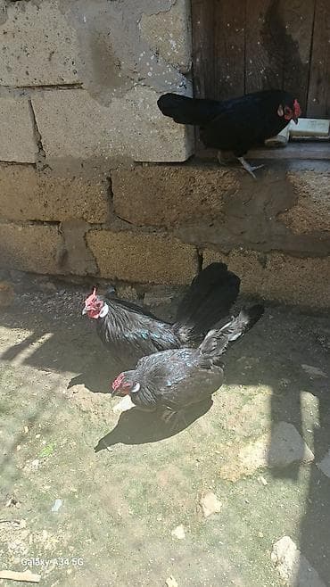kend colpalari: Toyuq, Damazlıq — 2