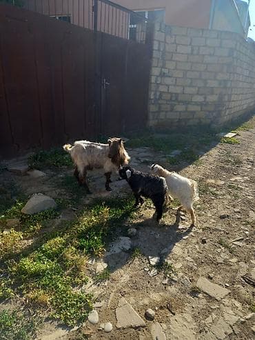 Keçilər, çəpişlər: Tam saqlam ekiz balali kecidi 3 ayliq balalardi Unvan Ceyranbatan Real — 1