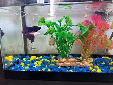 it sekisi: Masaüstü akvarium seti - Şüşə akvarium: düzbucaqlı forma, kompakt — 7