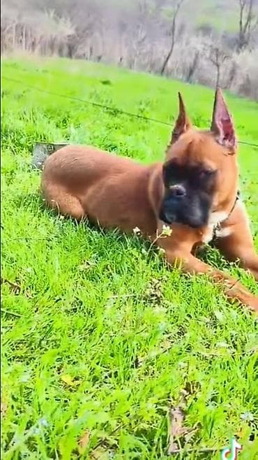 it qovan cihaz: Bokser — 2