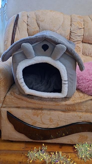 ev pişiklər: Erkək — 4