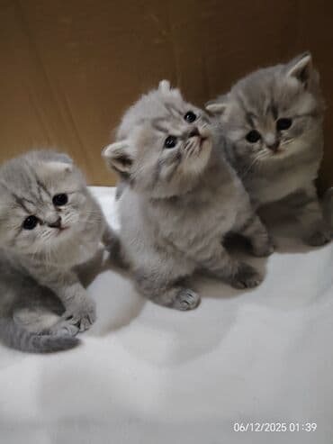 İtlər: Boz rəngli balaca pişiklər – yumşaq tüklü, iri qara gözlü, qısa — 5