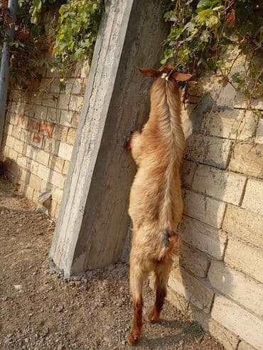 Teke satlir 0552905517