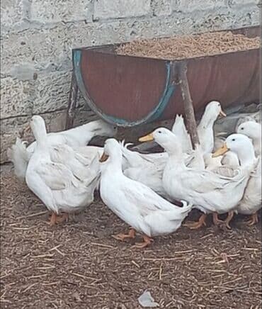 Heyvanlar üçün mallar: Ağ Pekin ördəkləri - Cins: Pekin (ağ lələklər, narıncı gaga və — 2