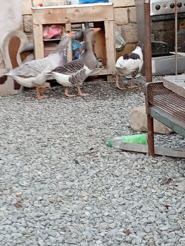 электрическая машинка для стрижки овец: Dişi, Damazlıq, Ünvandan götürmə — 1