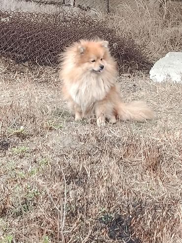 Akvariumlar: Şpitz — 3