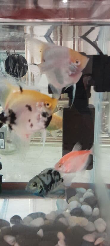 bmw 1 серия 114i mt: Прямоугольный аквариум, Вместе с рыбами, 20 л, Самовывоз — 3