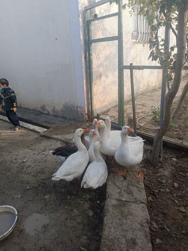 qiz it adlari: Qaz sürüsü – ağ və bir ədəd boz rəngli - Növ: ev qazı - Rəng: əsasən — 5