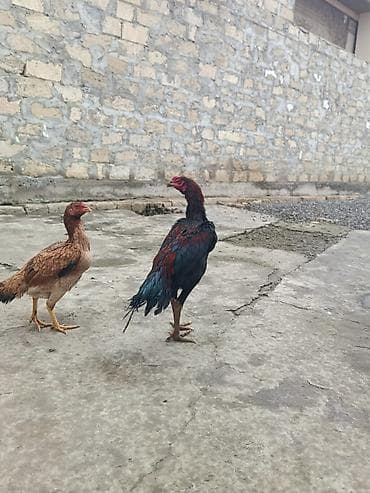 Ördəklər: Samo xoruz 8 ci ayindadir qiymət sondur ciddi alıcılar narahat elesin — 5