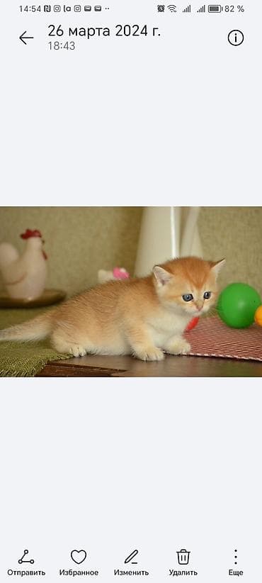 Зоотовары: Золотая шиншилла, Самец, Самка, Самовывоз — 3