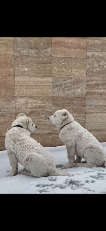 алабай в добрые руки: Алабай — 10