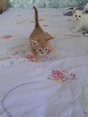 Кошки: Самка, В добрые руки, Самовывоз — 3