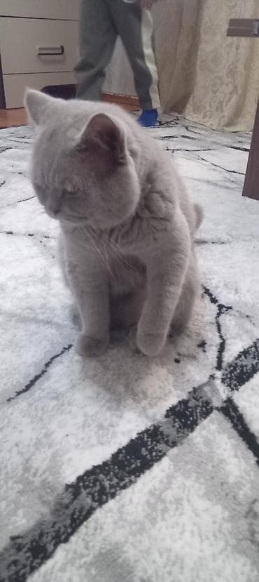 ucuz pişik: Britan, Erkək — 2