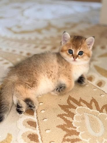 Qızıl şinşilla — 4