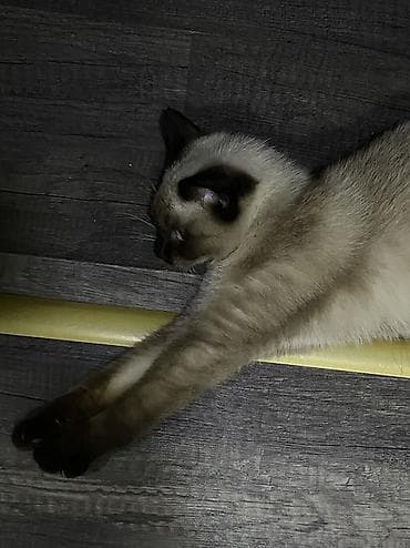 gence pisik: Siam, Dişi, Cütləşmə üçün — 4