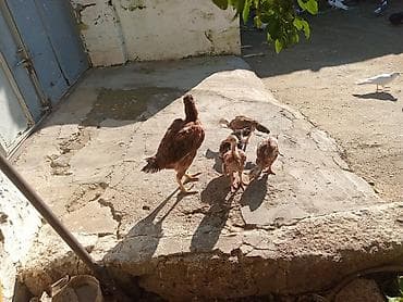 it ucun qurd dermani: Təmiz Turk cinsi Fere ve cuceler — 1