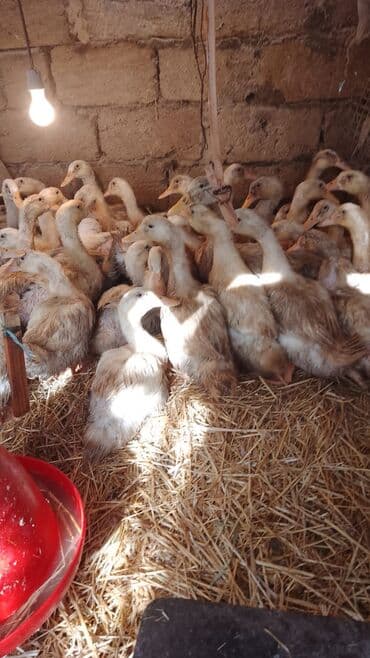 Pekin ördəyi balaları. 50 - 60 ədəd var. 1.5 - 2 kq. Maştaqada