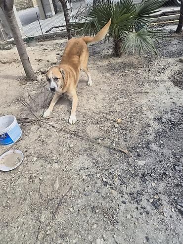 it şəkilləri: Qurdbasar, Peyvəndli — 5