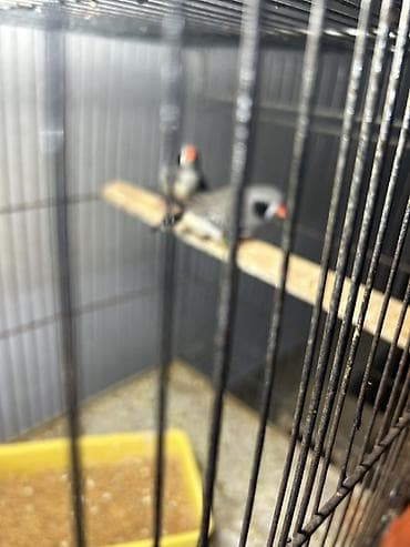 2 ayliq cuceler: Zebra amadin. Böyük növüdür. 1 cütü 40 azn. Qəfəs və yuva qarışıq — 2