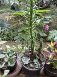 yeni il şənliyi 2022: Xalça — 57