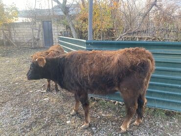 inək şves: Salam, 1ci inək 3cü qarın boğazdır 7 aylığ. İkinci inək, 1ci qarına — 3