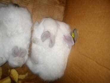 şirin dovşan şəkilləri: Temiz koligorniya dovwanlari .anasi atasi hamsi biryerde satilir.anasi — 4