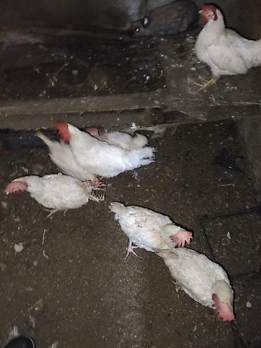 Куры: Курица, Для яиц — 2