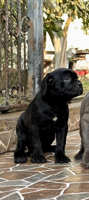 Собаки: Кане-корсо — 15